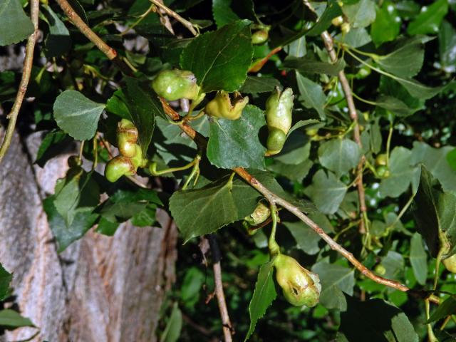 Hálky dutilky (Pemphigus populi); topol černý