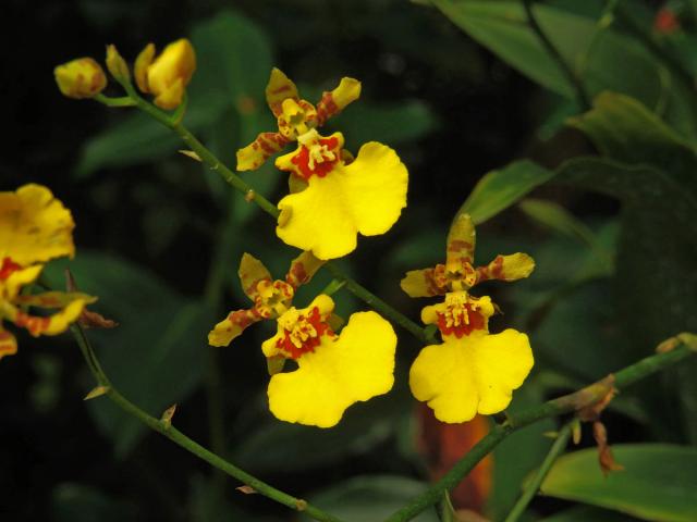 Oncidesa Godliana, hybrid Gomesa flexuosa × Oncidium sphacelatum