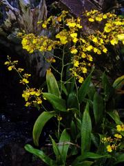 Oncidesa Godliana, hybrid Gomesa flexuosa × Oncidium sphacelatum