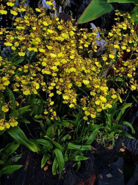 Oncidesa Godliana, hybrid Gomesa flexuosa × Oncidium sphacelatum