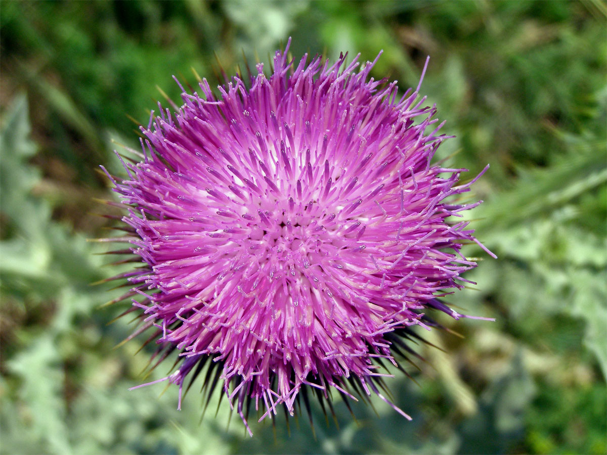 Ostropes trubil (Onopordum acanthium L.)