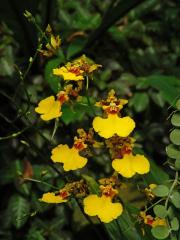 Oncidesa Godliana, hybrid Gomesa flexuosa × Oncidium sphacelatum