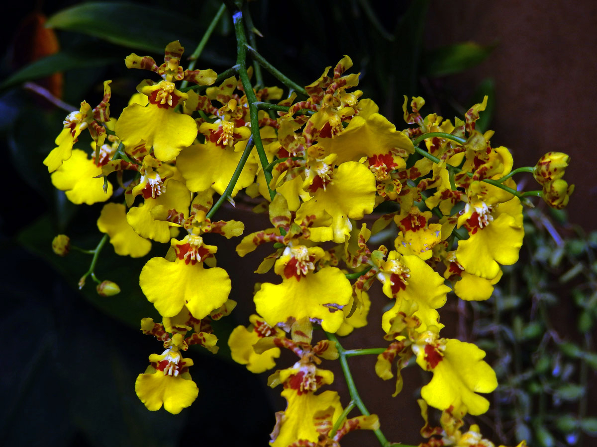 Oncidesa Godliana, hybrid Gomesa flexuosa × Oncidium sphacelatum