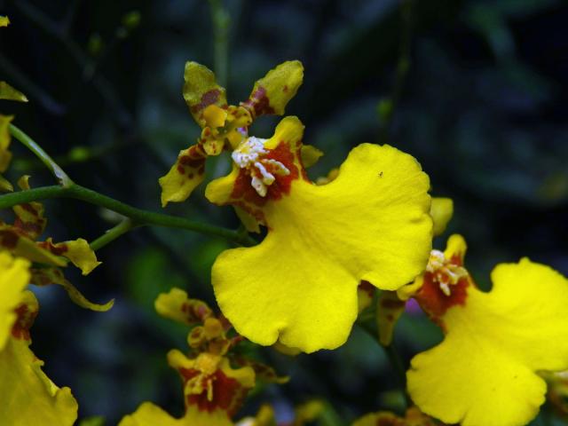 Oncidesa Godliana, hybrid Gomesa flexuosa × Oncidium sphacelatum