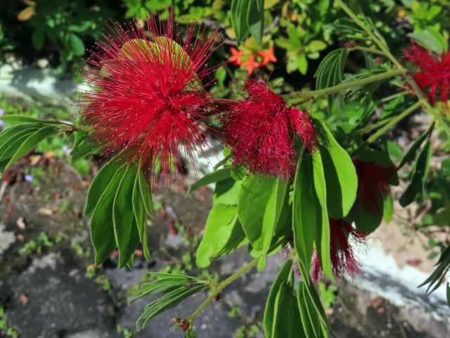 Calliandra haematocephala Hassk.