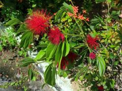 Calliandra haematocephala Hassk.