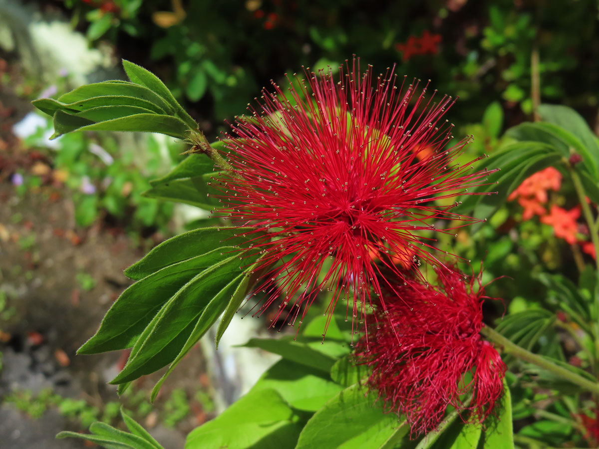 Calliandra haematocephala Hassk.