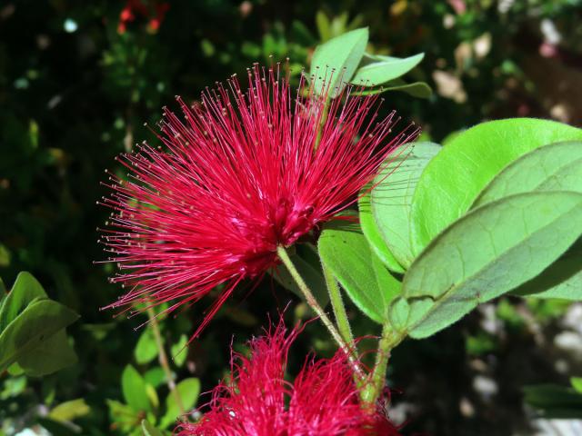 Calliandra haematocephala Hassk.