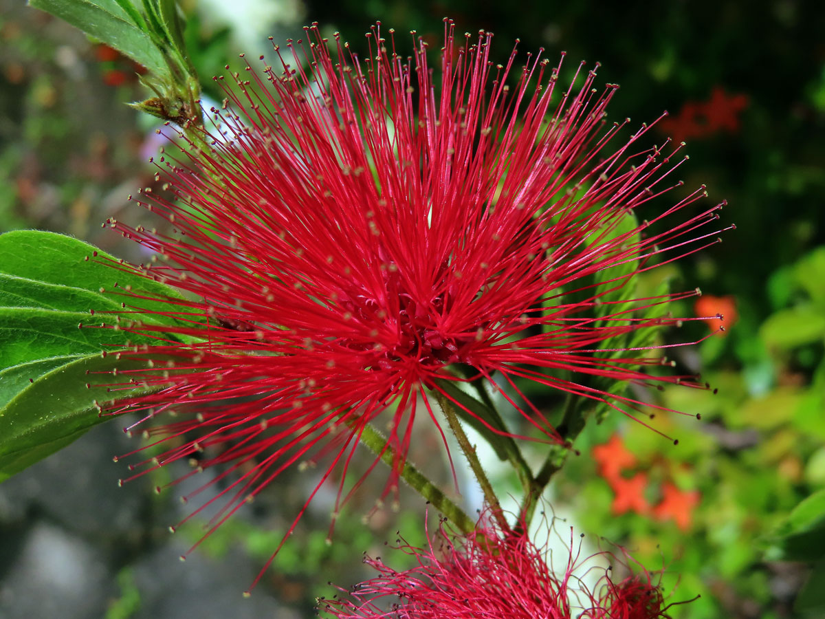 Calliandra haematocephala Hassk.