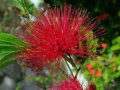 Calliandra haematocephala Hassk.