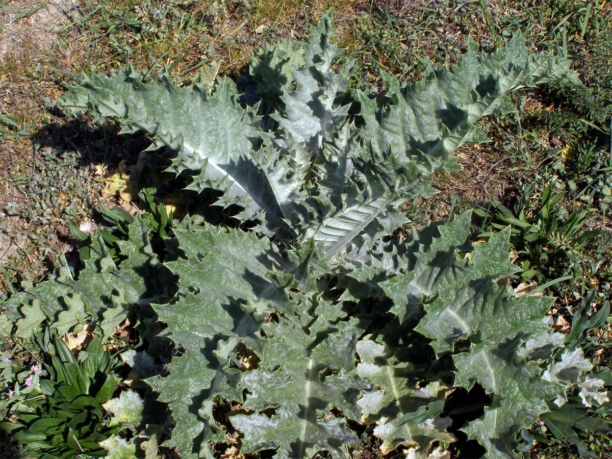 Ostropes trubil (Onopordum acanthium L.)