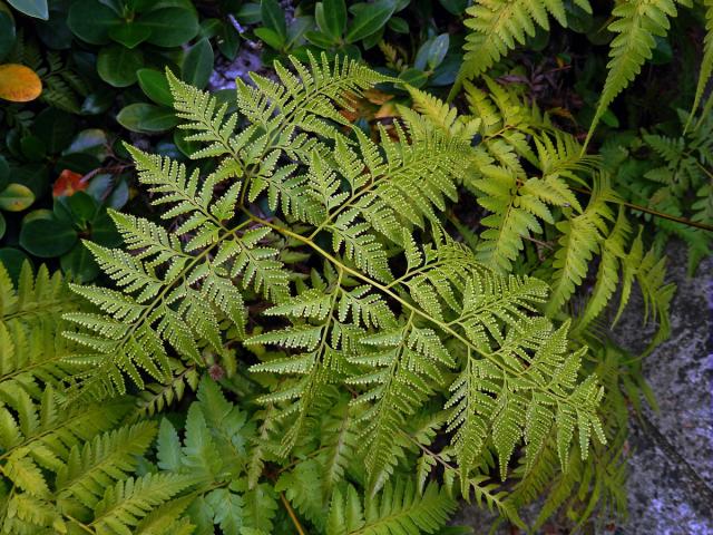 Davallia denticulata (Burm. f.) Mett. ex Kuhn