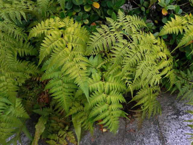 Davallia denticulata (Burm. f.) Mett. ex Kuhn