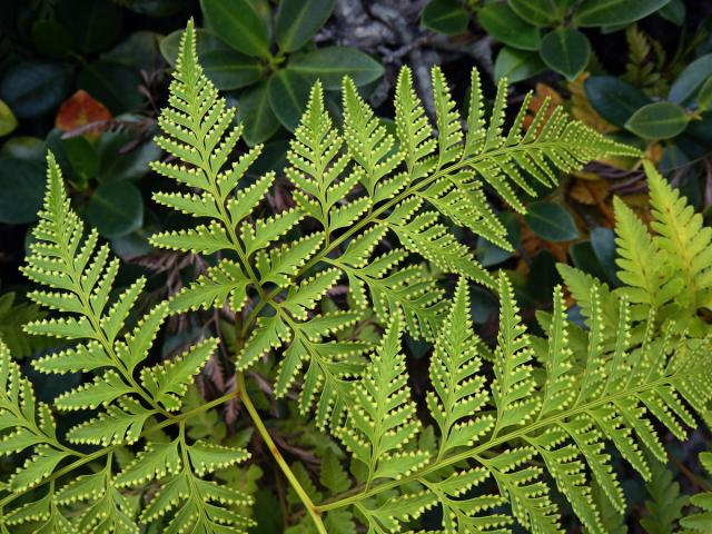 Davallia denticulata (Burm. f.) Mett. ex Kuhn