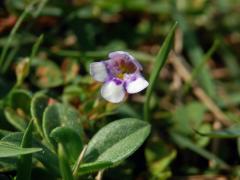 Lindernia crustacea (L.) F. Muell