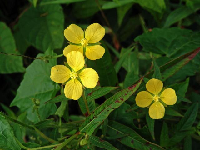 Zakucelka střídavolistá (Ludwigia alternifolia L.)