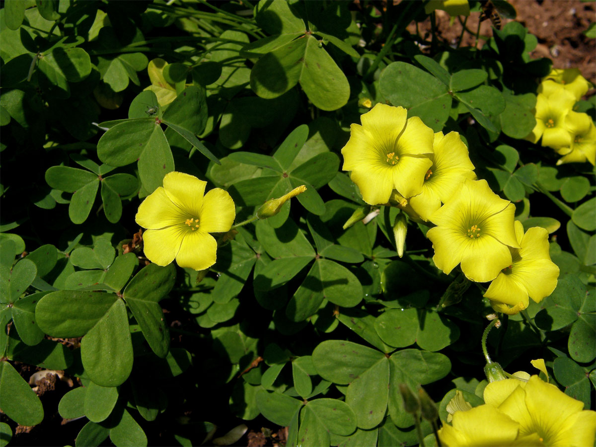 Šťavel kozí noha (Oxalis pes-caprae L.)