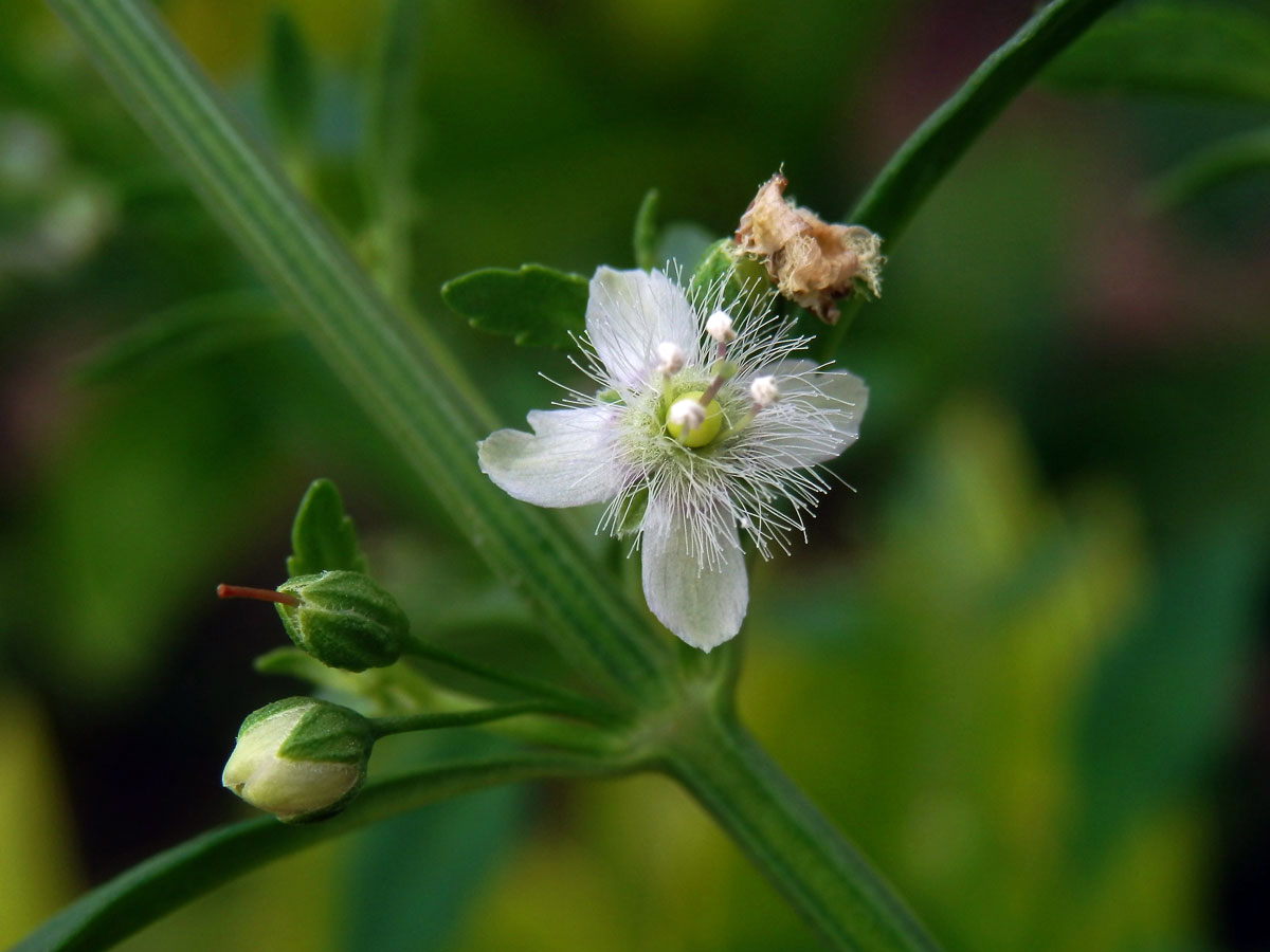 Scoparia dulcis L.