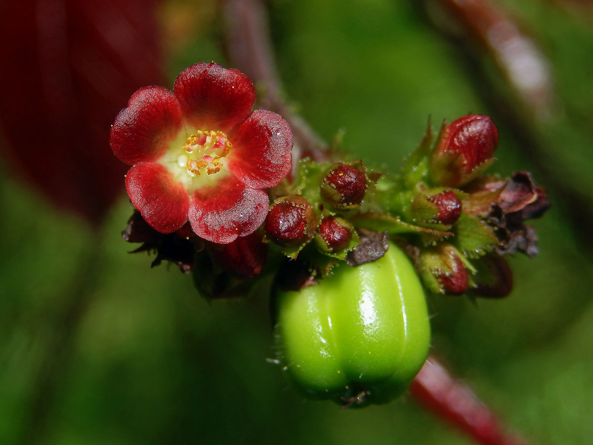 Dávivec bavlníkolistý (Jatropha gossypiifolia L.)