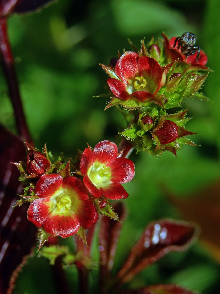 Dávivec bavlníkolistý (Jatropha gossypiifolia L.)