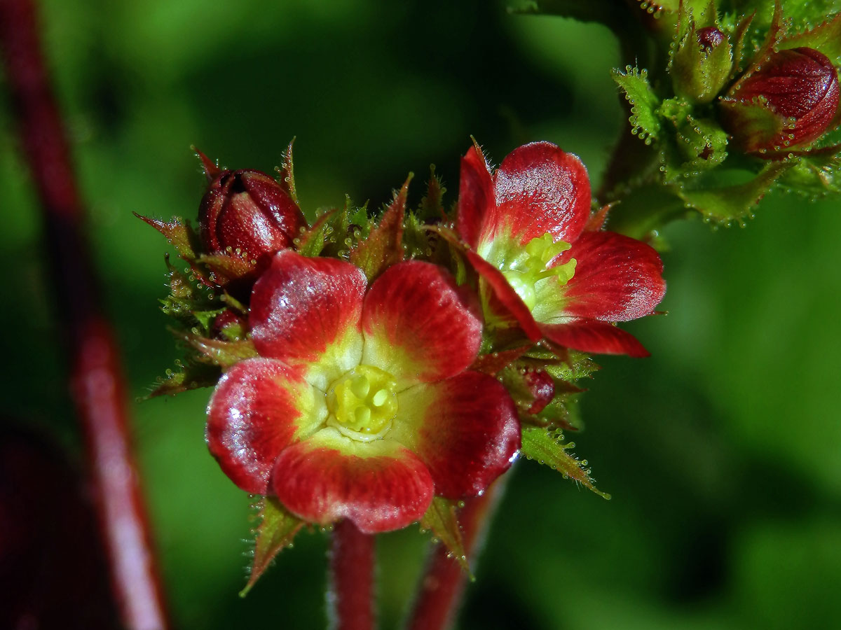 Dávivec bavlníkolistý (Jatropha gossypiifolia L.)