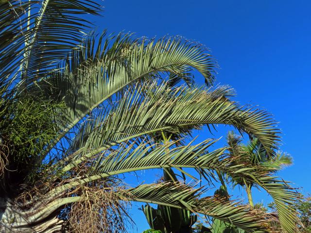 Dypsis decaryi (Jum.) Beentje & J. Dransf.