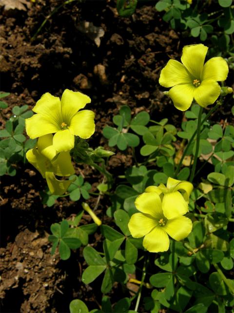 Šťavel kozí noha (Oxalis pes-caprae L.)