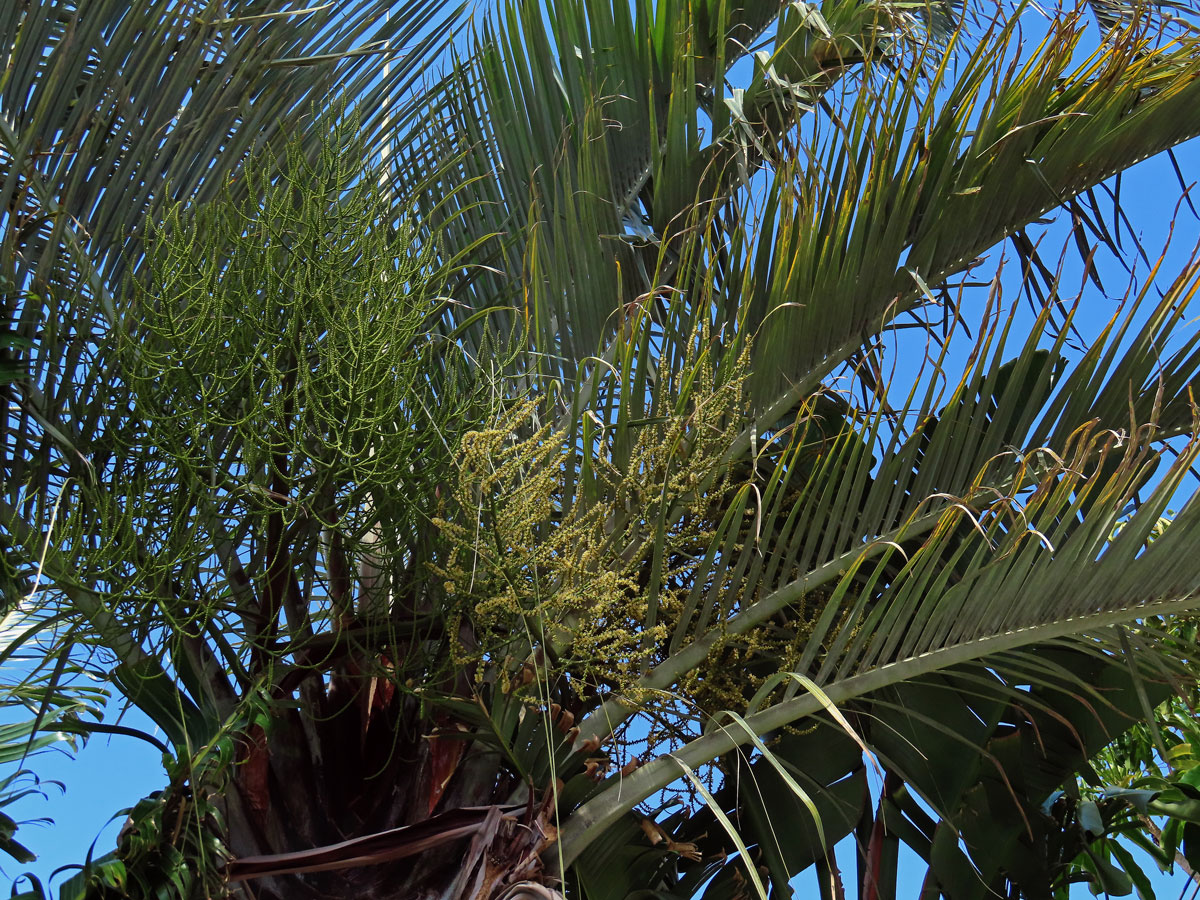 Dypsis decaryi (Jum.) Beentje & J. Dransf.