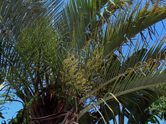 Dypsis decaryi (Jum.) Beentje & J. Dransf.