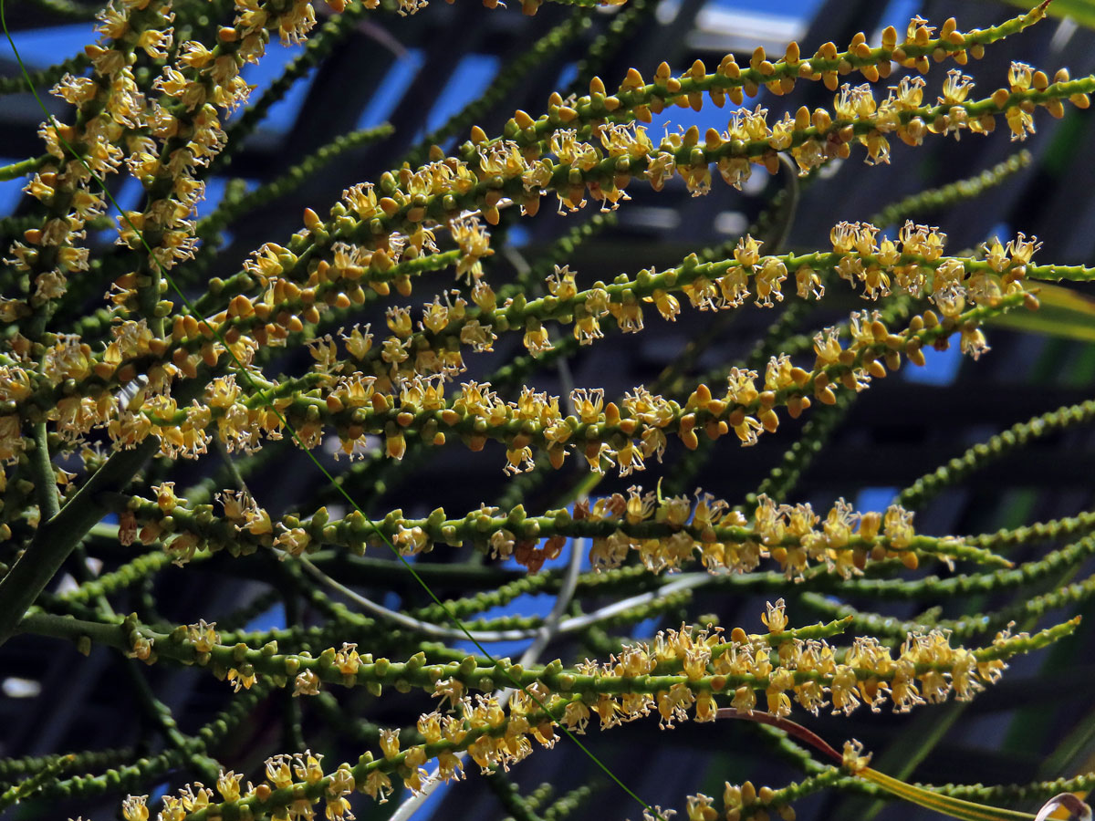 Dypsis decaryi (Jum.) Beentje & J. Dransf.