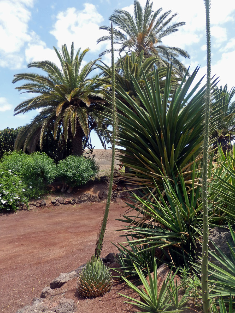 Agáve (Agave victoriae-reginae T. Moore)