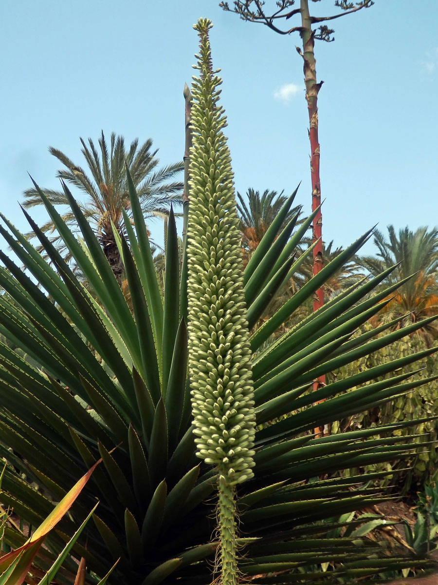 Agáve (Agave victoriae-reginae T. Moore)