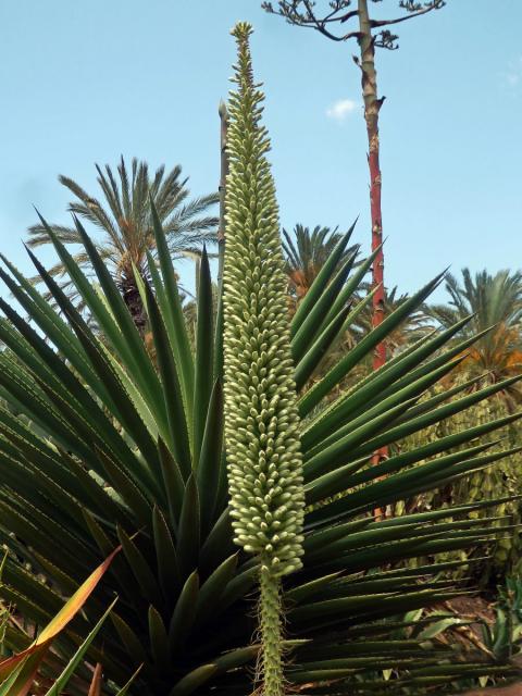 Agáve (Agave victoriae-reginae T. Moore)