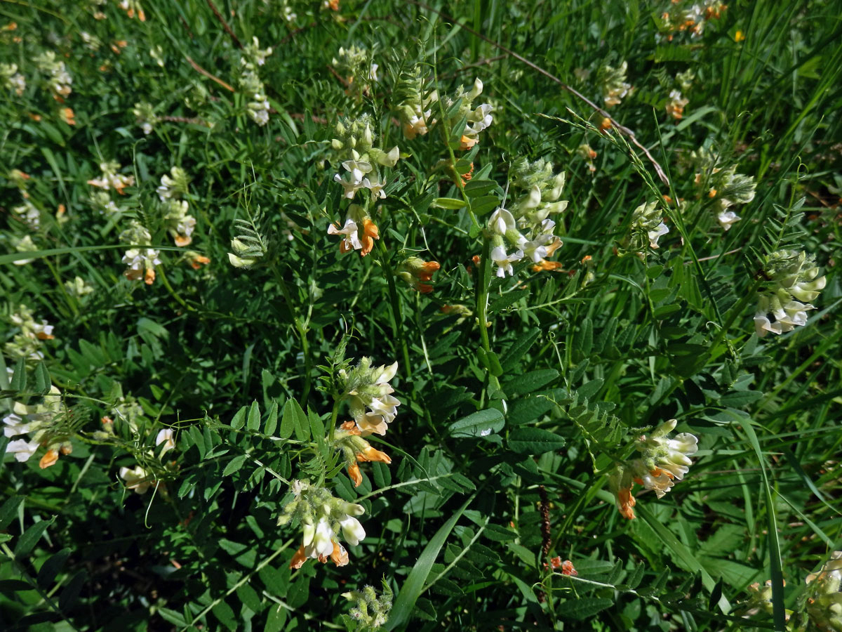 Vikev panonská (Vicia pannonica Crantz)