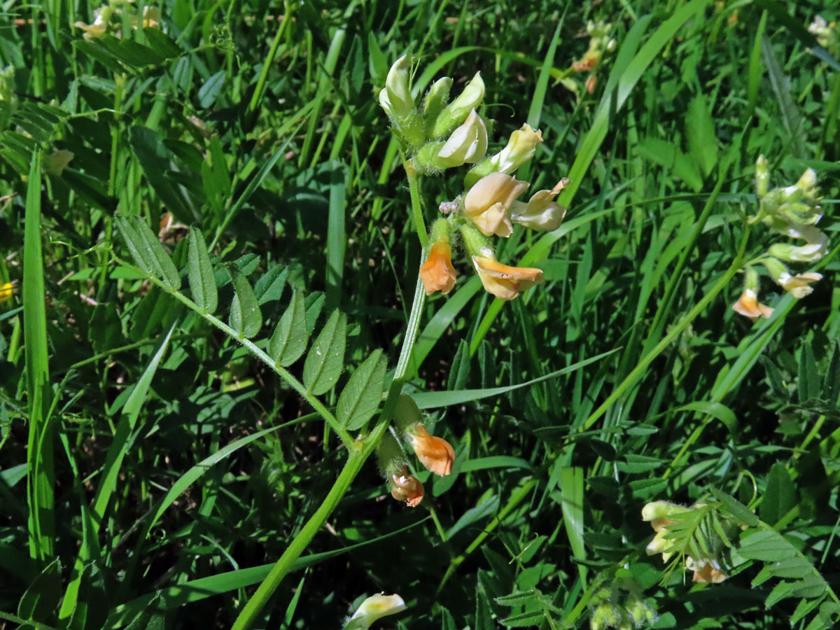 Vikev panonská (Vicia pannonica Crantz)