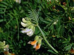 Vikev panonská (Vicia pannonica Crantz)