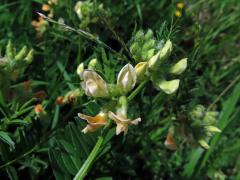 Vikev panonská (Vicia pannonica Crantz)