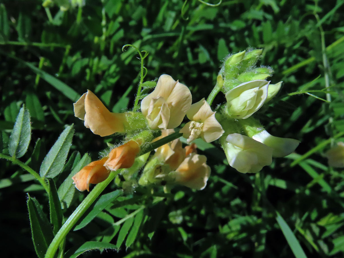 Vikev panonská (Vicia pannonica Crantz)