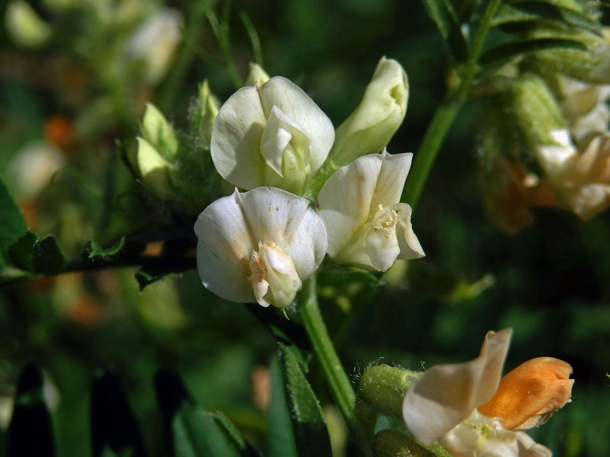 Vikev panonská (Vicia pannonica Crantz)