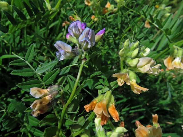 Vikev panonská (Vicia pannonica Crantz)