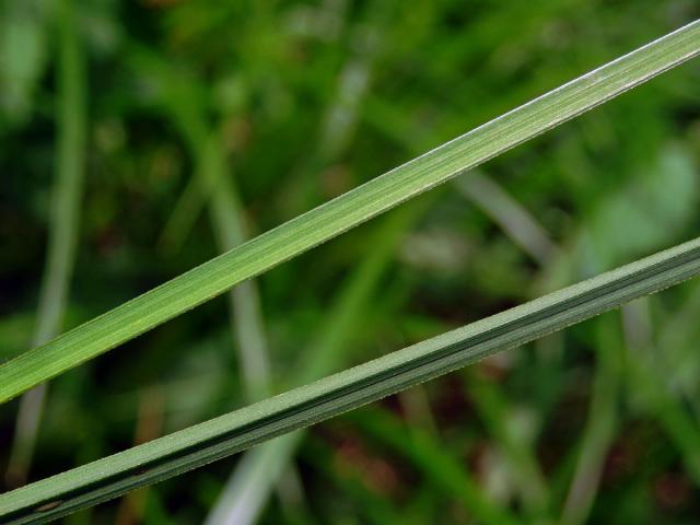 Ostřice štíhlá (Carex acuta L.)