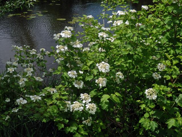 Kalina obecná (Viburnum opulus L.)