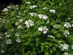 Kalina obecná (Viburnum opulus L.)