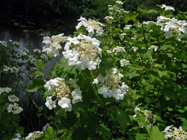 Kalina obecná (Viburnum opulus L.)