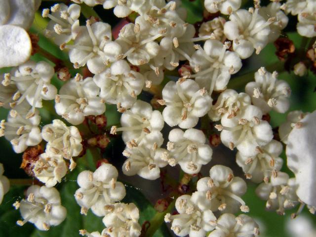 Kalina obecná (Viburnum opulus L.)