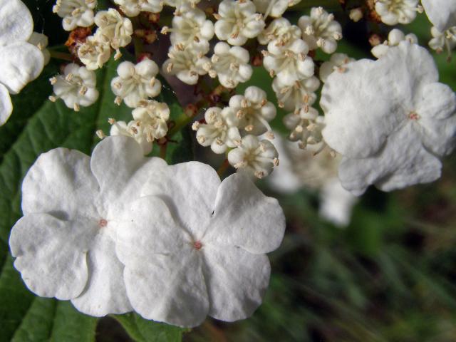 Kalina obecná (Viburnum opulus L.)