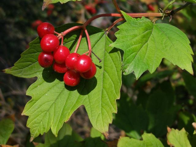 Kalina obecná (Viburnum opulus L.)