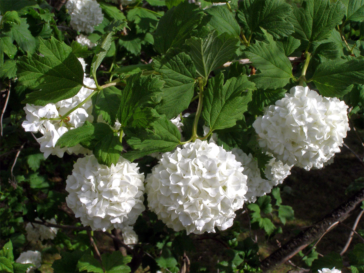 Kalina obecná (Viburnum opulus L.)