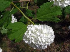 Kalina obecná (Viburnum opulus L.)