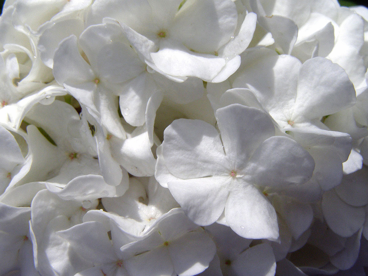 Kalina obecná (Viburnum opulus L.)